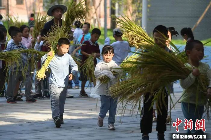 資料圖：小學生們體驗收割水稻。陳超 攝